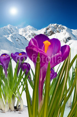 Springtime in mountains, crocus flowers in snow