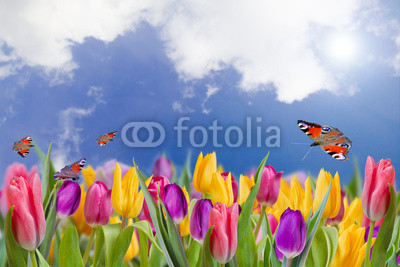 Spring garden - field of spring flowers with butterflies