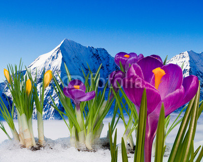 Springtime in mountains - crocus flower in snow