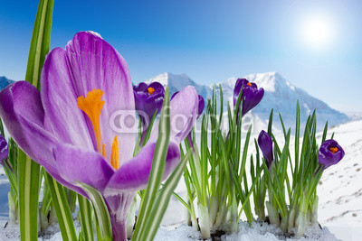 Springtime in mountains - crocus flowers in snow