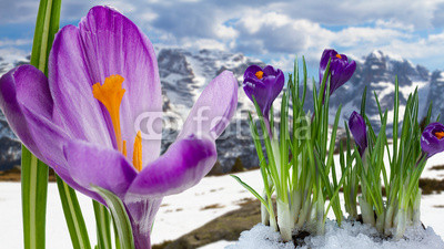Springtime in mountains - crocus flowers in snow