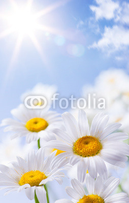 daisies floral summer background