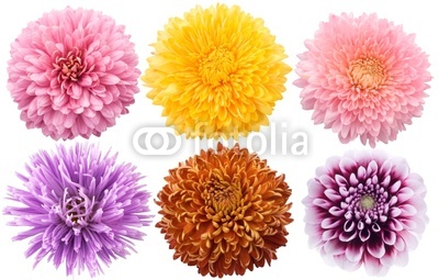 Set of dahlia flowers in different color on a white background
