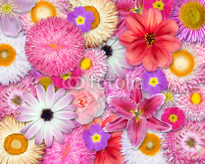 Flower Background Pink, Red, White Colors