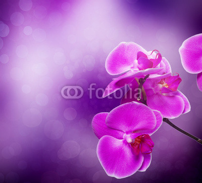 orchid flower with natural background