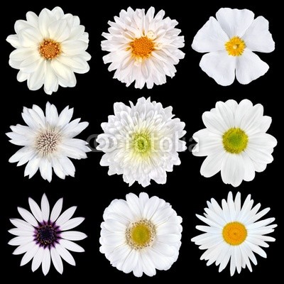Various Selection of White Flowers Isolated on Black