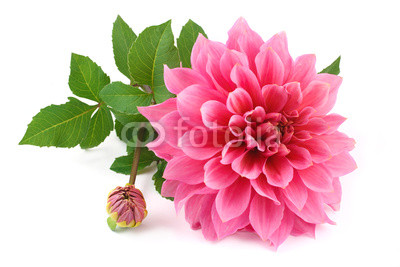 pink dahlia isolated on white background