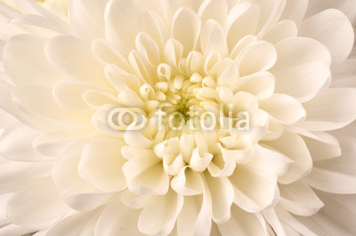 White Chrysanthemum Close-up