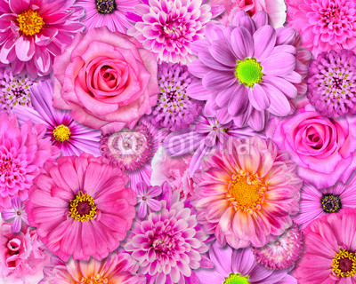 Pink Flower Background