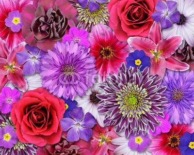 Red, Pink, Purple Flower Background