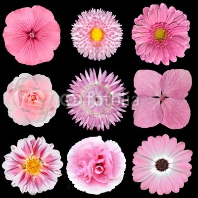 Collection of Pink White Flowers Isolated on Black