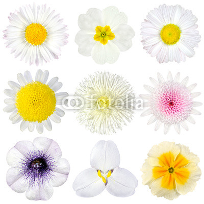 Various Collection of White Flowers Isolated on White
