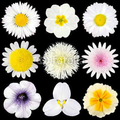 Various Collection of White Flowers Isolated on Black
