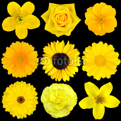 Collection of Nine Yellow Flowers Isolated on Black