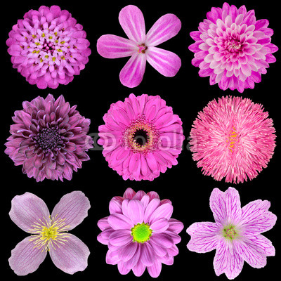 Various Pink, Purple, Red Flowers Isolated on Black Background