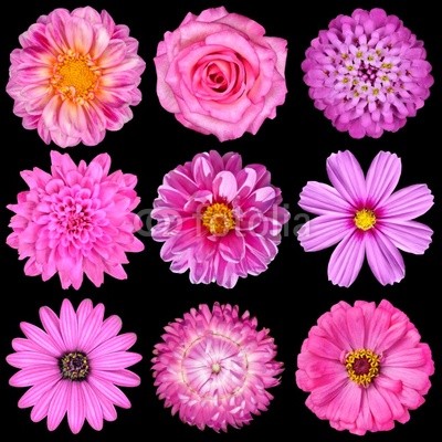 Selection of Pink White Flowers Isolated on Black