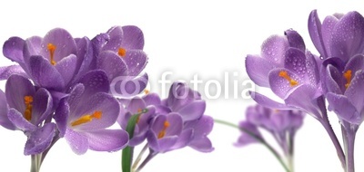 bouquet de fleurs violettes crocus