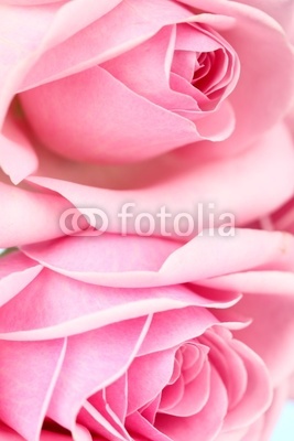 pink rose