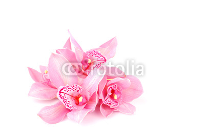 orchid isolated