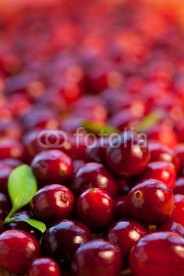 Fresh red cranberries