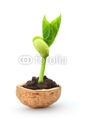 Small plant in a nutshell