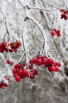 Rote Beeren im Winter