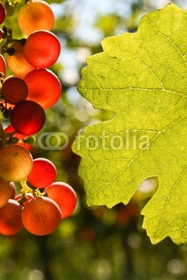 Grapes and leaf with place for text