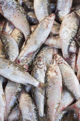 red snapper ( Lutjanus campechanus)