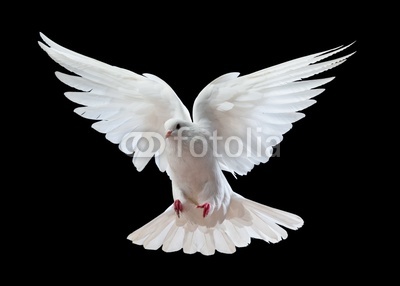 A free flying white dove isolated on a black