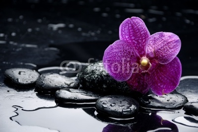 still life with pebble and orchid with water drops