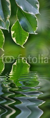 Feuille de ficus dans un reflet d'eau