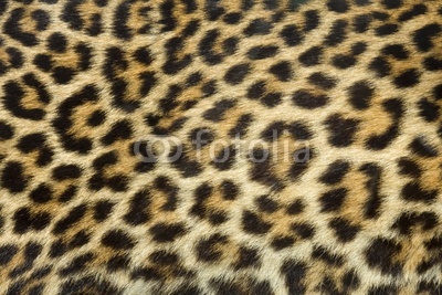 leopard fur texture (real)