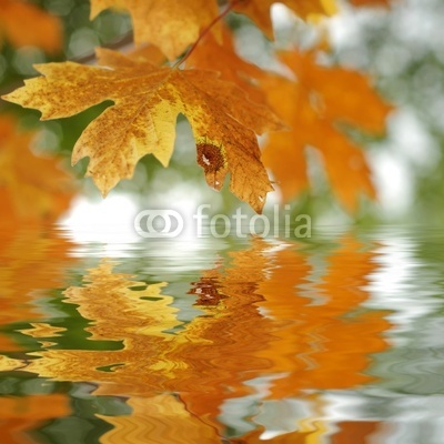 October Autumn Maple Leaf