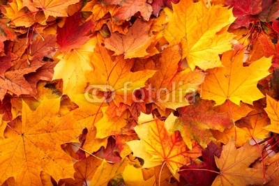 Background group autumn orange leaves.