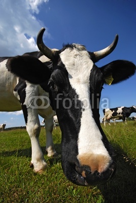 cow on the pasture