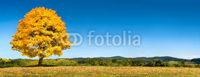 Einsamer Baum im Herbst als Hintergrund
